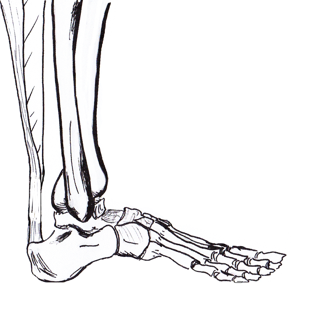 Achilles tendon anatomy