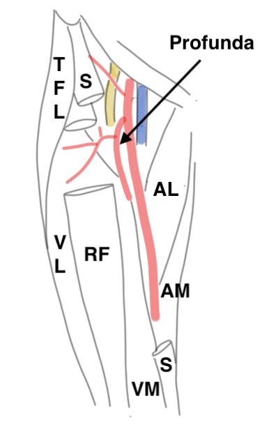 Femoral artery anatomy