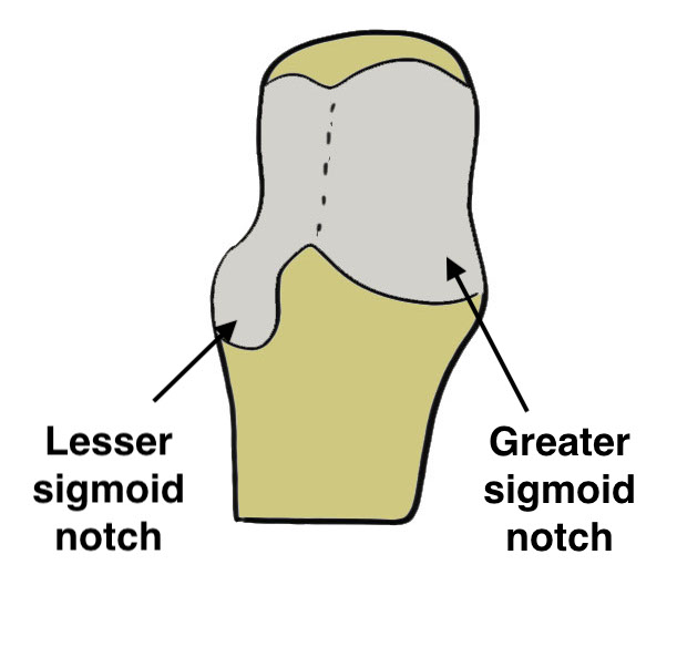 Lesser sigmoid notch 2