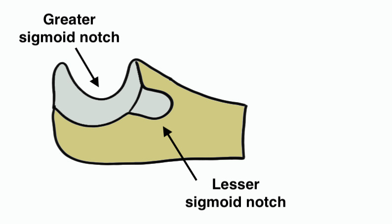 Lesser sigmoid notch