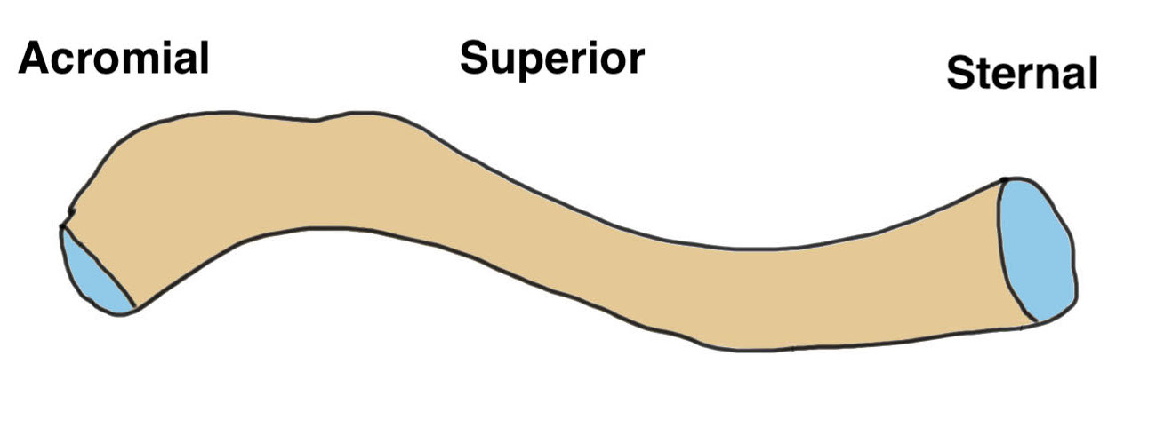 clavicle anatomy