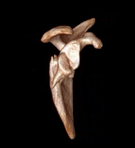 scapula 