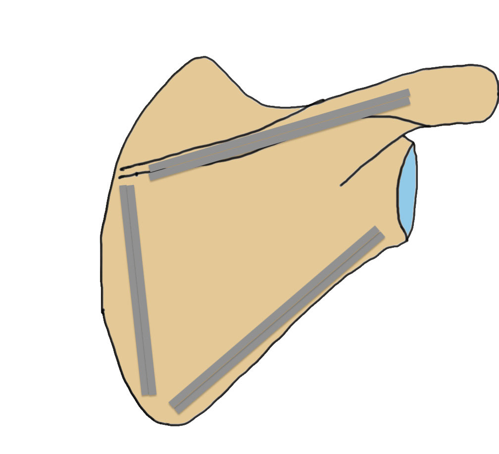 scapula