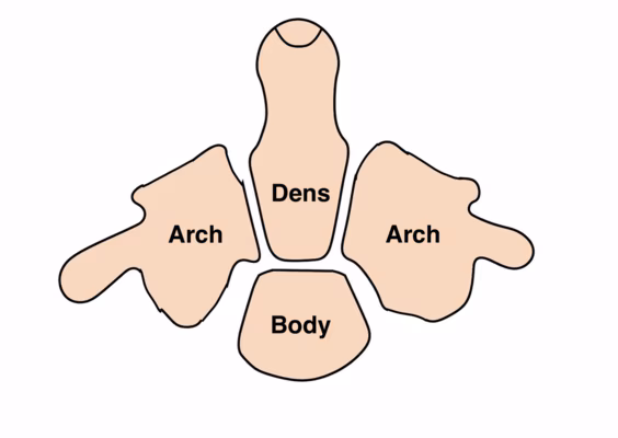 ossification