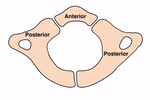 ossification