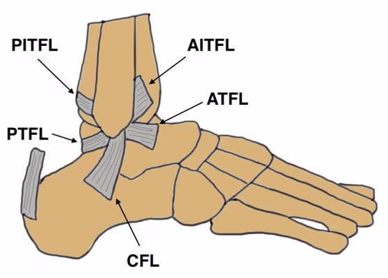 Lateral ligaments