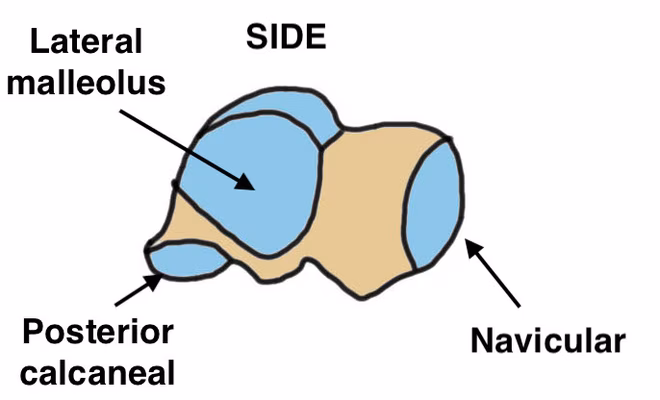 Talus anatomy