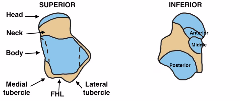 Talus anatomy
