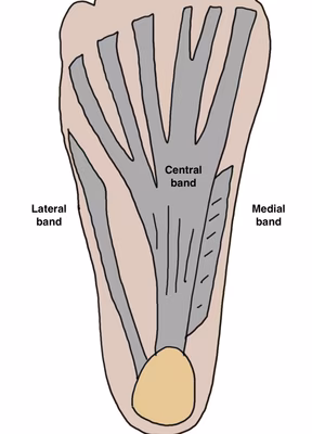 Plantar fascia