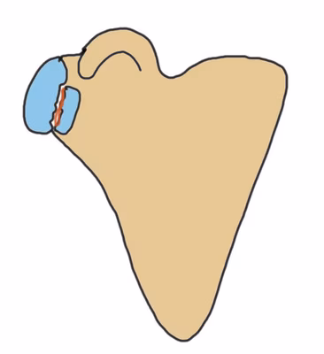 glenoid