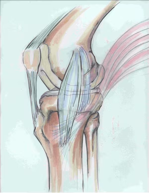 MCL anatomy