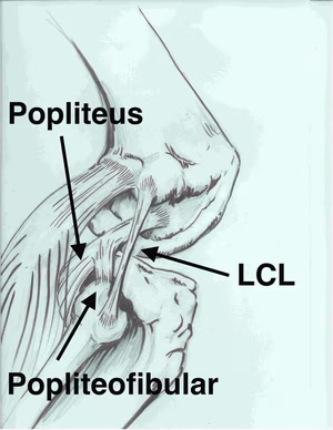 Popliteofibular ligament