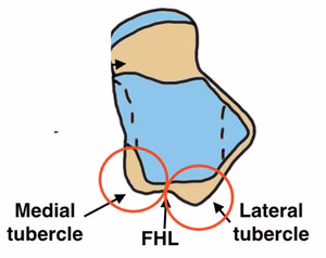 Posterior process
