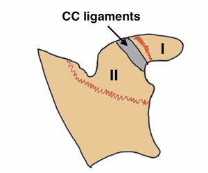 coracoid