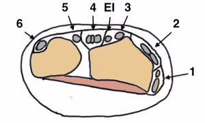 Extensor compartments