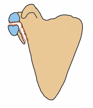 glenoid
