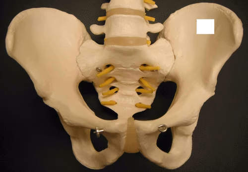 Pelvis Anatomy