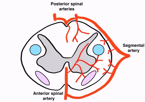 Blood supply spinal cord