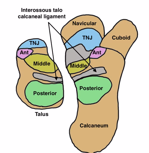 Subtalar anatomy