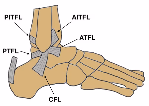 Lateral ligaments
